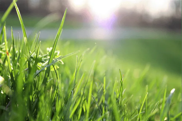 Why Choose Mountain Landscapers for Lawn Care?